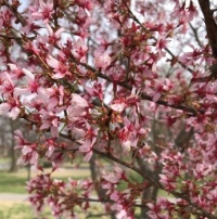 Cherry Trees are in Bloom at Willmore Park (large)
