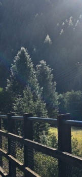 Early morning sunshine on wet trees