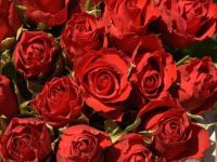 roses_buds_red