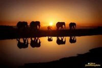 sunset elephants