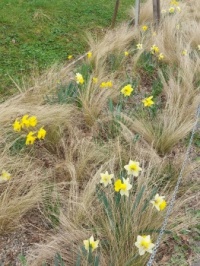 Narcisy