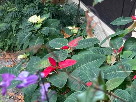 Poinsettias in the backyard are beginning to color up.