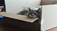 Greyson:  new bed but prefers the box