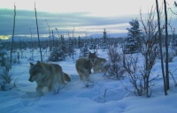 Wolves in Alaska