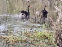 eagleby wetlands