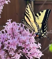 "Lilacs and Butterflies, Neighborhood Visitors"