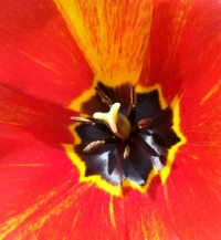 The Secret Heart Of Tulips