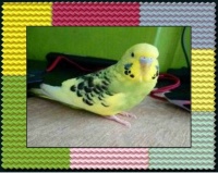 Frame for GrazynaP-- Budgie