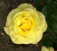 yellow rose.