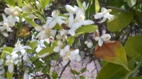 Orange Blossom and a Bee