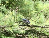 Blue Jay getting ready to swoop down and grab a peanut