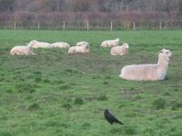 Alpaca sheep and a crow