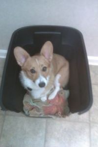 Leko in a Bucket