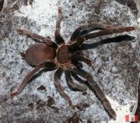 Selenocosmia Effera 