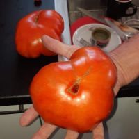 holy moly tomato