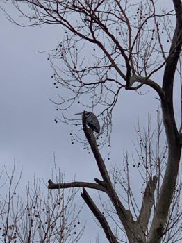 Great Blue Heron in tree in backyard