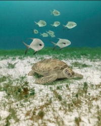 Fish and a Turtle