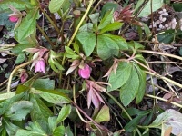 Hellebore blooming right on time.