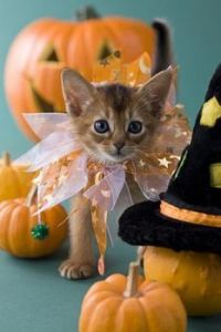 Halloween Kitty