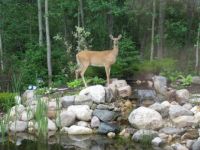 This deer loved to visit our pond