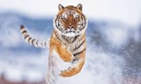 Amur Tiger vanishinly rare, Photo Ibrahim Suha