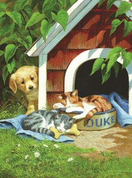 kittens take over the dog house