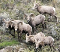 Rocky Mountain Sheep, WA