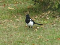 More Magpies
