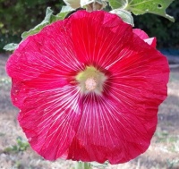 RED BEAUTY