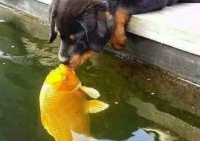 Fish Kissing a Rottie