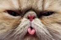 kitty