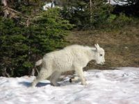 Baby Mountain Goat