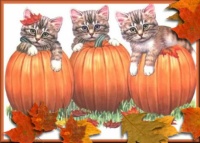 Awww, Autumn Kittens!