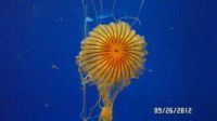 Jellyfish at the Georgia Aquarium