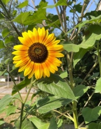 Milwaukee Sunflower