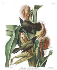J.J.Audubon - Purple Grakle (Plate 7)