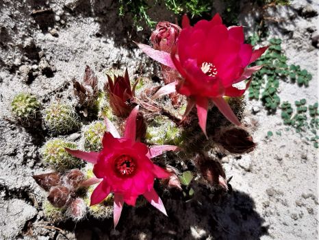 barrel cactus blossoms