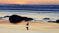 Lone Gull & Shadow at Sunset, Oregon Ocean