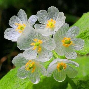 Solve Diphylleia Grayi Skeleton Flower Jigsaw Puzzle Online With 100
