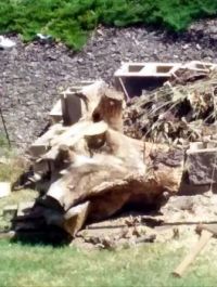 An old pine tree stump - almost all cut up