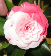 Special Camellia flower  close-up