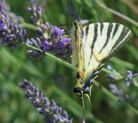Swallowtail on Lavender