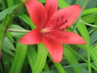 My first red day lily of the year