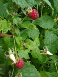 Rasberries in our garden