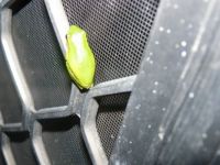 Froggy on my security door