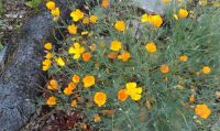 California Poppies in the wild