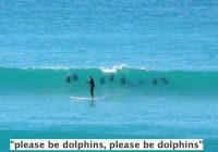 Please be dolphins!!!
