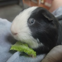 guinea pig