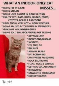 What An indoor Only Cat Misses...