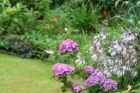 hortensia